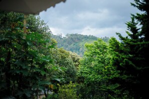 Une forêt dense, avec une colline en arrière-plan.