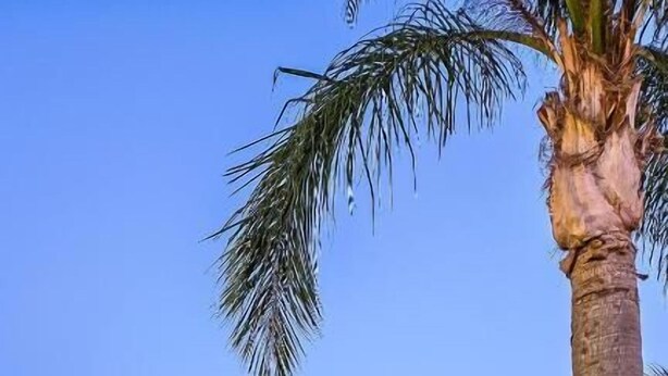 A sunset view with a pool, lounge chairs, and a palm tree. - Green Relax Arenella (Arenella)