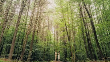 Une forêt avec de grands arbres et un couple debout sur un rocher.