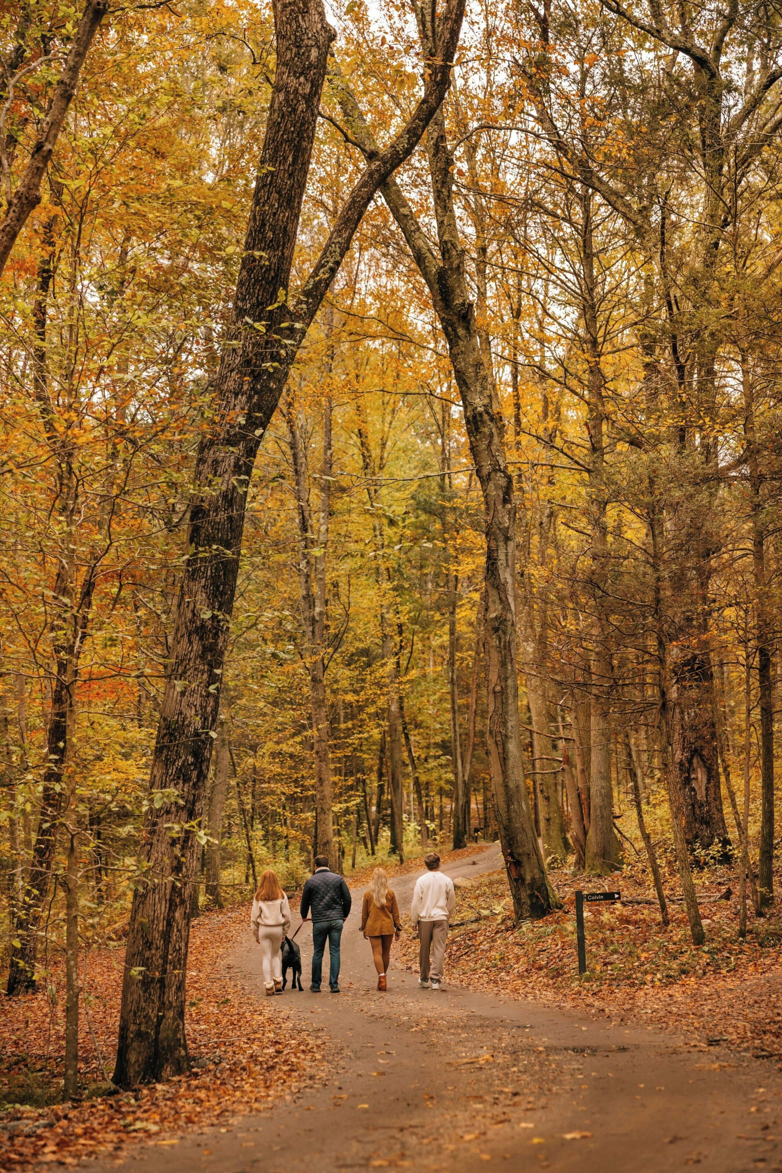Un sentiero che si snoda attraverso una foresta dai colori dell'autunno.