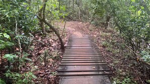 A wooden pathway through a dense forest.