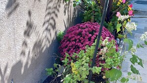 A garden with various flowering plants and a potted plant with pink flowers. - Cozy 1-bedroom Apt with WiFi and beautiful backyard view (Belleville)