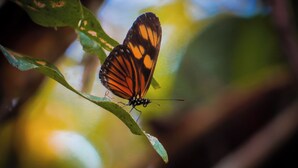 Un papillon sur une feuille.