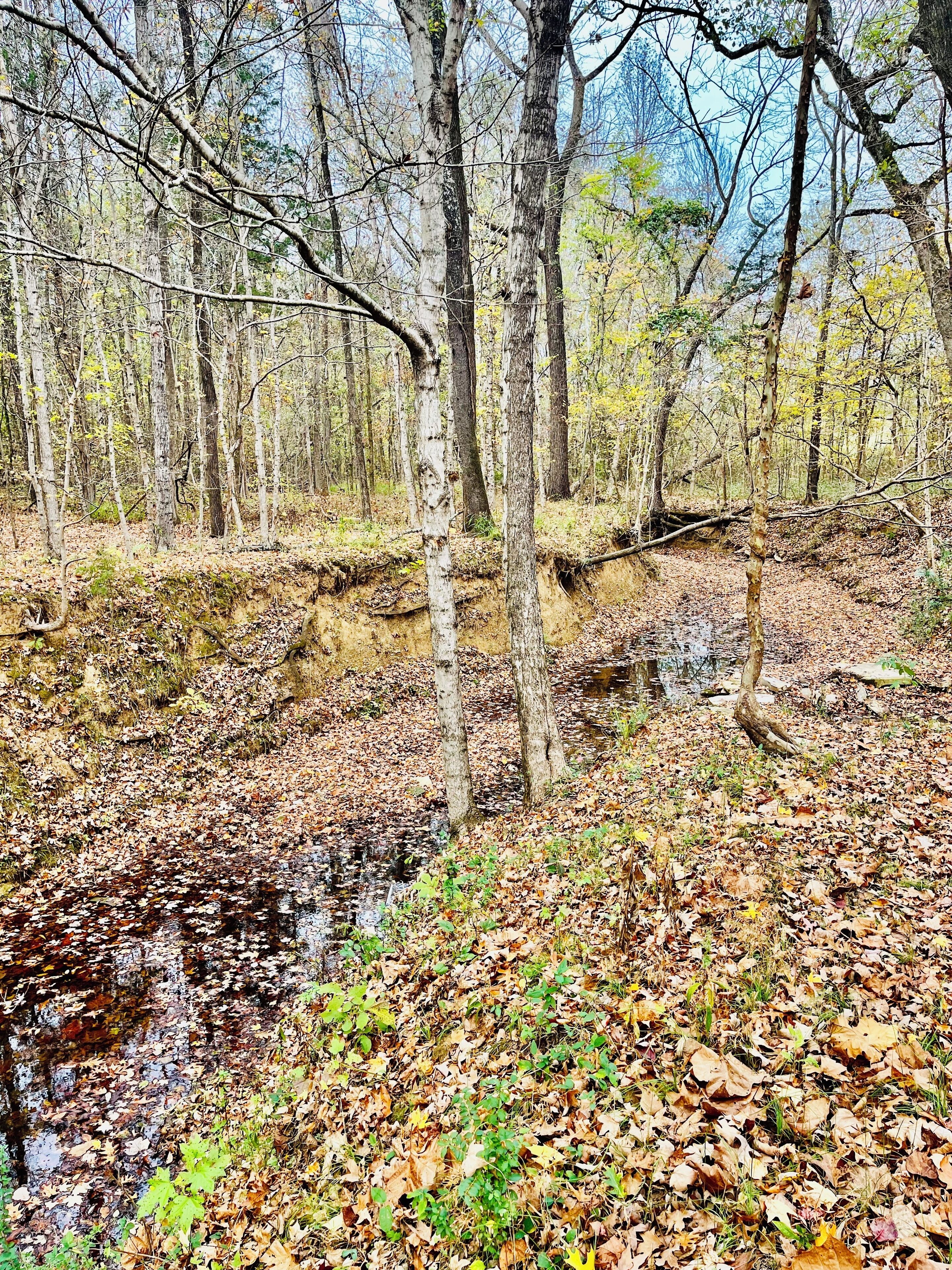 A forested area with a stream and trees.