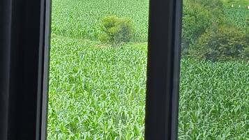 Vista a través de una ventana que muestra un campo verde, una carretera y un cielo nublado.