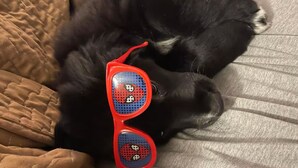 Um gato preto dormindo em um sofá com óculos de sol vermelhos.