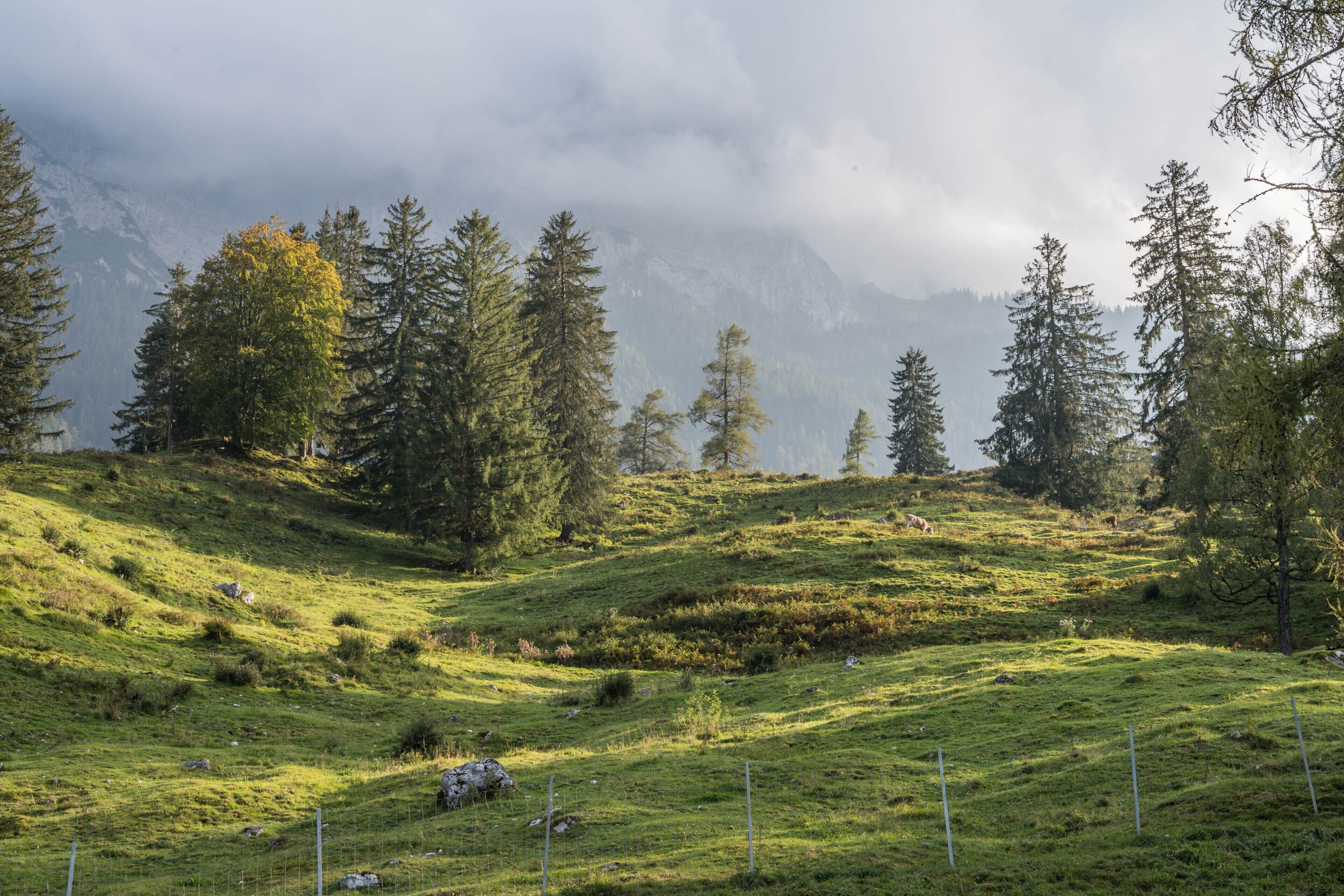 Un paisaje montañoso con un campo cubierto de hierba, árboles y una cerca.