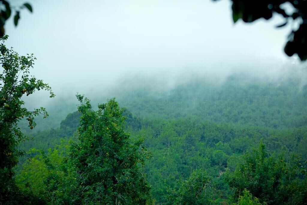 Un bosque denso con una atmósfera brumosa.