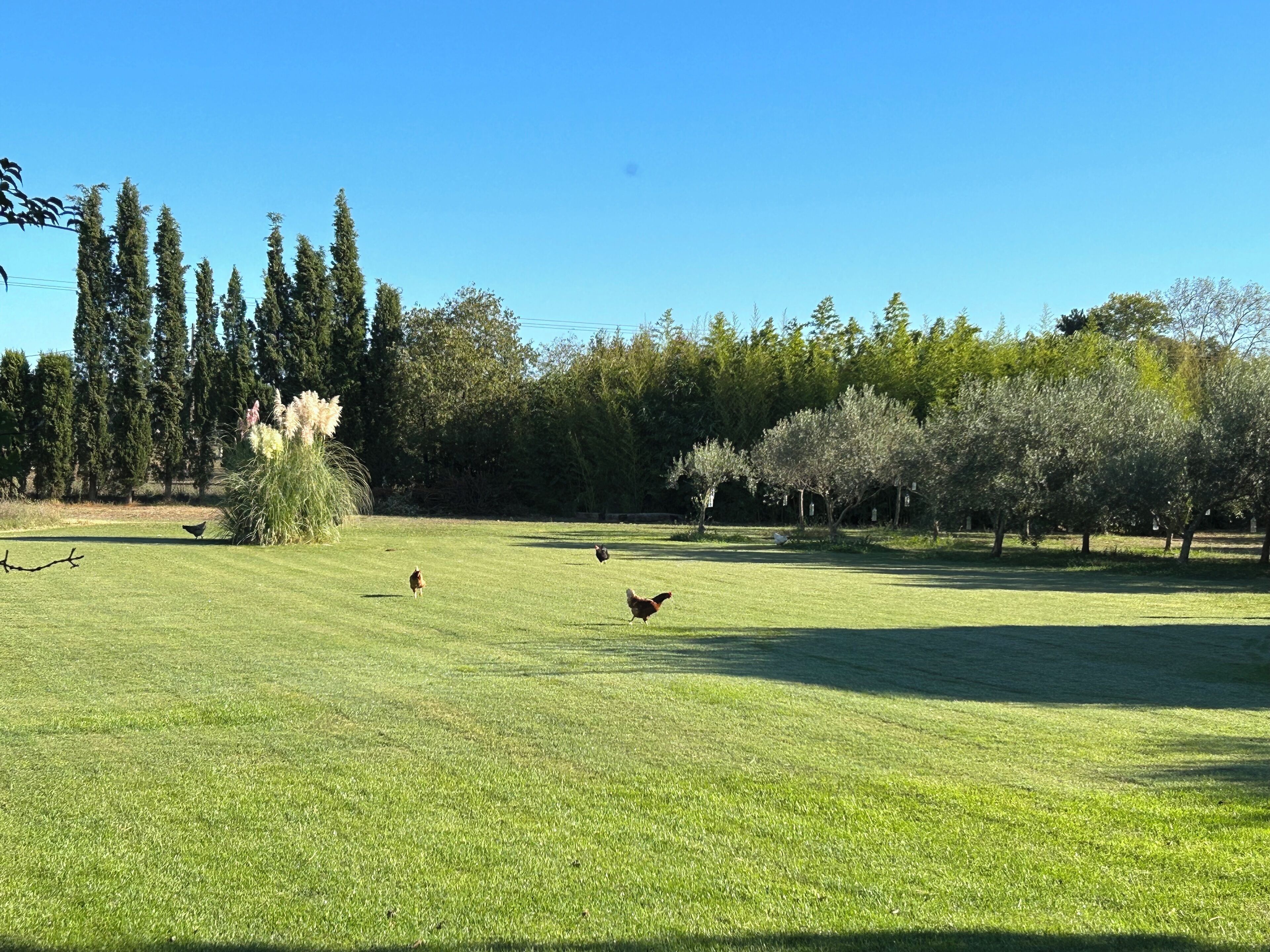 Ein grasbewachsenes Feld mit Bäumen und blauem Himmel.
