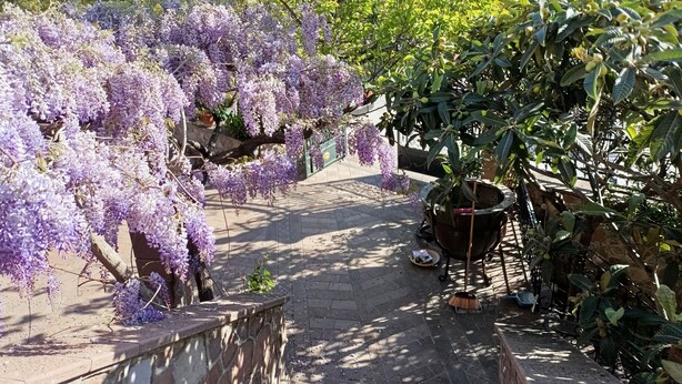 Un sentier de jardin bordé de glycines violettes et agrémenté d’une plante en pot aux feuilles vertes.