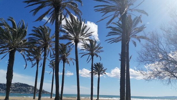 A beach with palm trees and a view of the ocean.