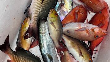 A variety of fresh fish in a container.