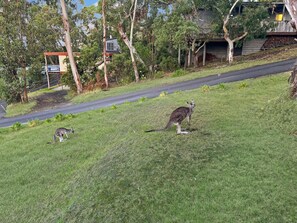 A grassy area with two kangaroos and a road in the background. - Seaview Cottage (Lorne)