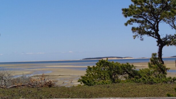 A coastal landscape with a prominent pine tree, sandy beach, and distant landforms under a clear sky. - Quiet, cozy home in the woods CS0038 (Wellfleet)