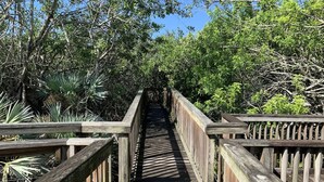 Une promenade en bois bordée d’une végétation luxuriante.