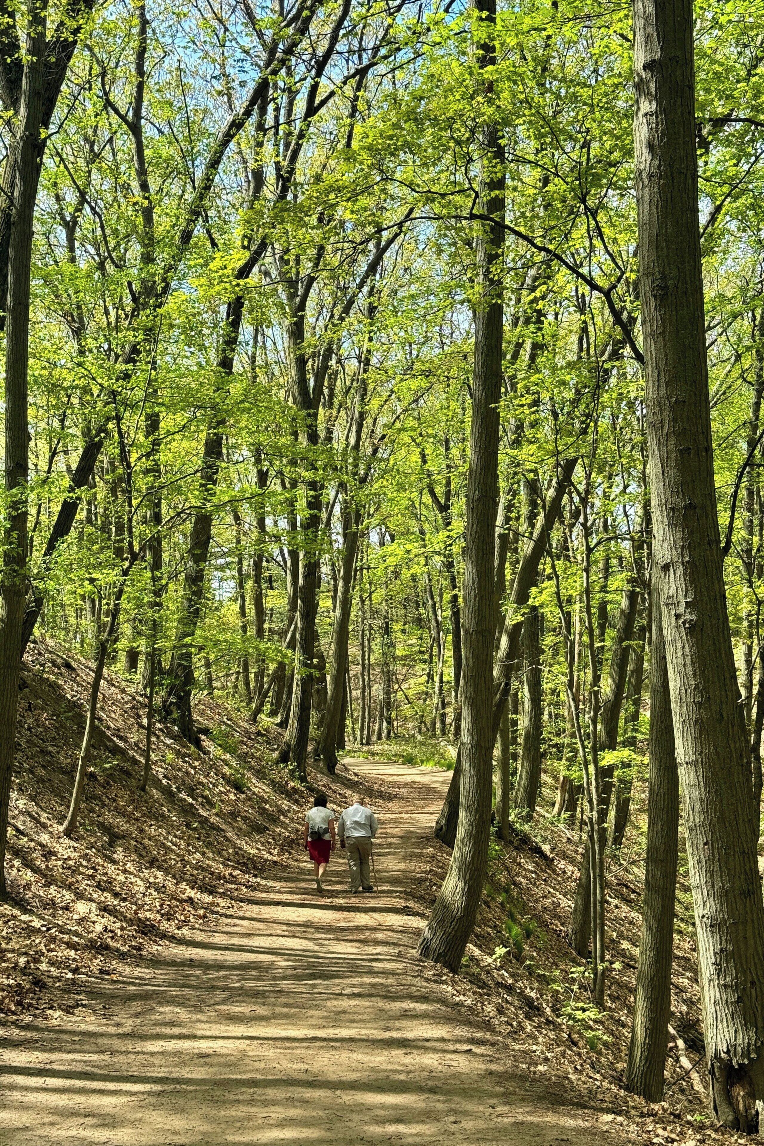 Un sendero forestal bordeado de árboles altos y un camino de tierra.