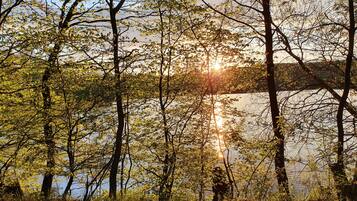 A forested area with trees and a body of water.