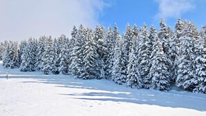 Un bosque cubierto de nieve con cielo despejado.