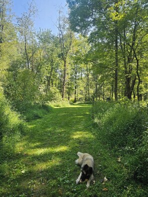 Property grounds - On 25 forested acres of nature! (Slippery Rock)