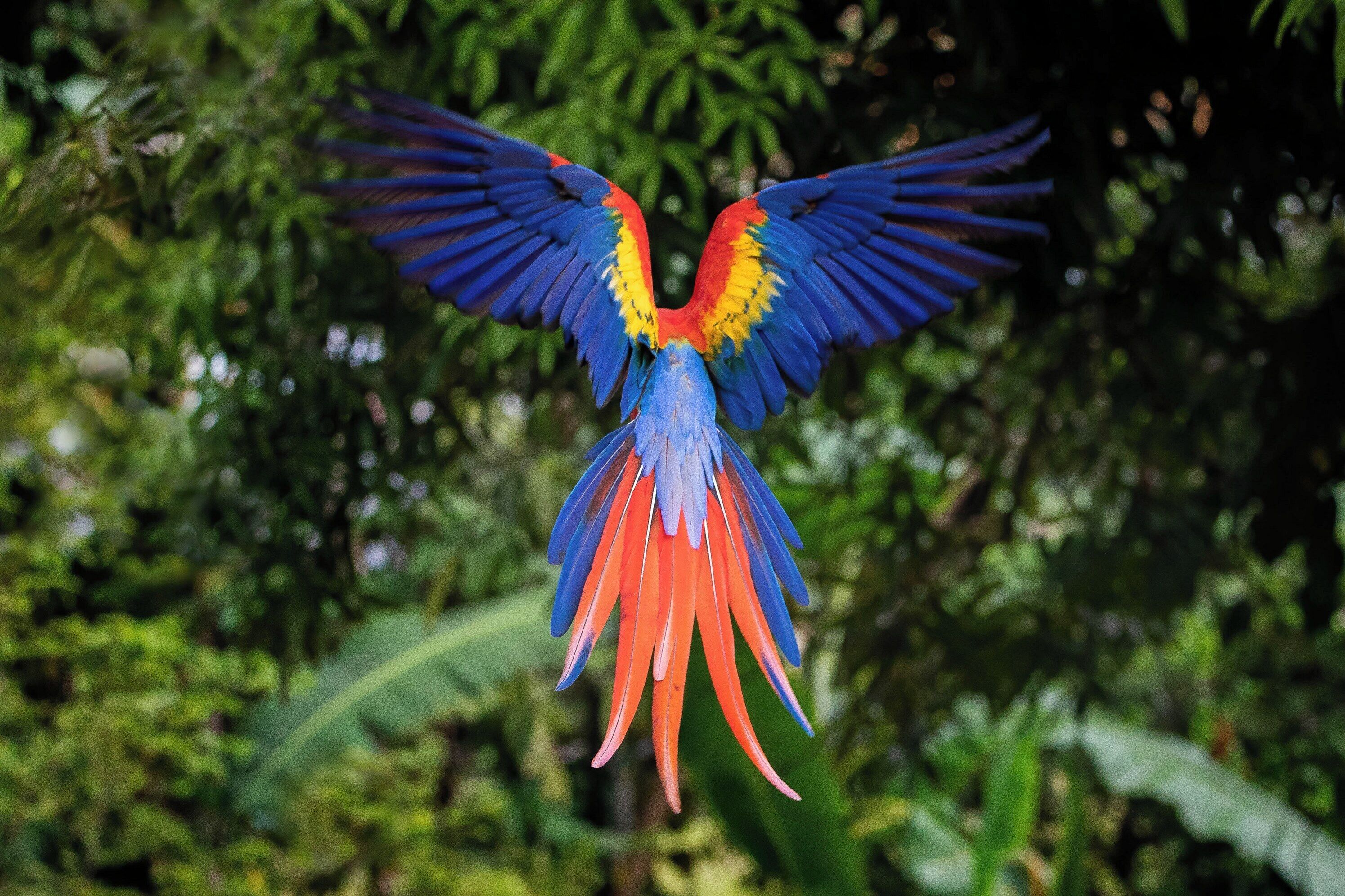 Um pássaro com plumagem vibrante em azul e vermelho, asas abertas.