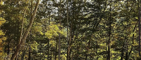 Cabin, 1 Queen Bed | Exterior