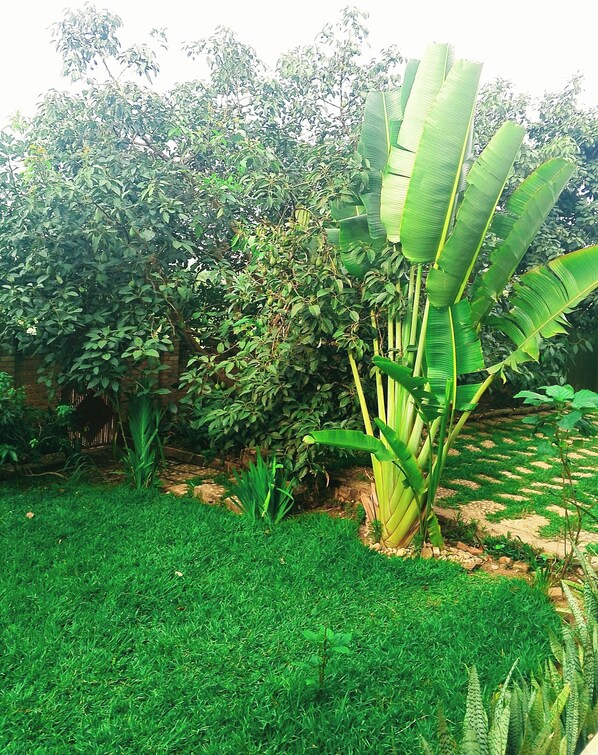 Vista del jardí