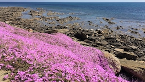 A rocky shoreline with pink flowers and a clear blue sea. - HOUSE ON THE SEA, WATERFRONT, BREATHTAKING VIEW WITH GARDEN AND PRIVATE BEACH (STINTINO)
