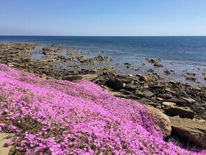 Sun-loungers - HOUSE ON THE SEA, WATERFRONT, BREATHTAKING VIEW WITH GARDEN AND PRIVATE BEACH (STINTINO)