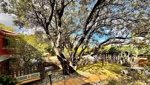 A courtyard with a large tree, a wooden bench, and a stone pathway.