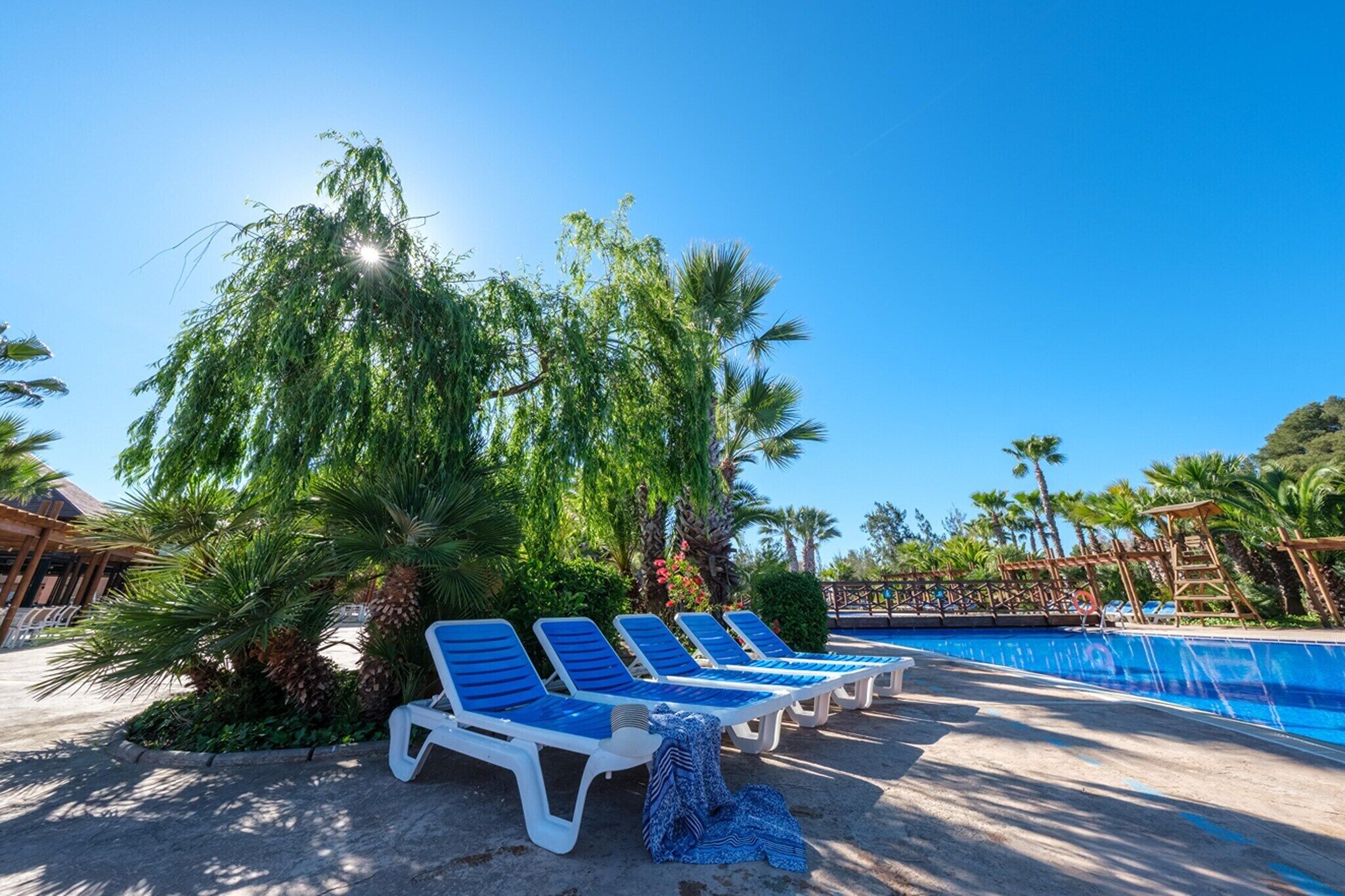 A poolside area with blue lounge chairs and a palm tree.
