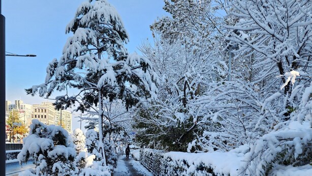 A snow-covered pathway with trees and a fence on one side, leading to a building in the background. - Disco PangPang GuestHouse (Foreigners only) (Incheon)