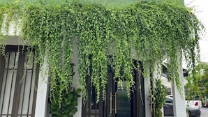 Een gebouw met een groene gevel, grote ramen met houten kozijnen en een overdekte entree met klimop.