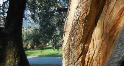 Olive Tree House- Vacation Rentals