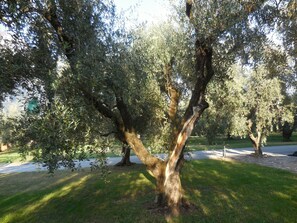 Miscellaneous - Olive Tree House- Vacation Rentals (Riva del Garda)