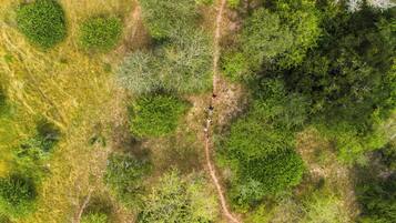 An aerial view of a forested area with a dirt path.