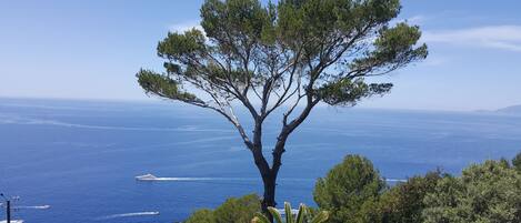 A coastal landscape with a prominent tree, clear blue sea, and a yacht in the distance.