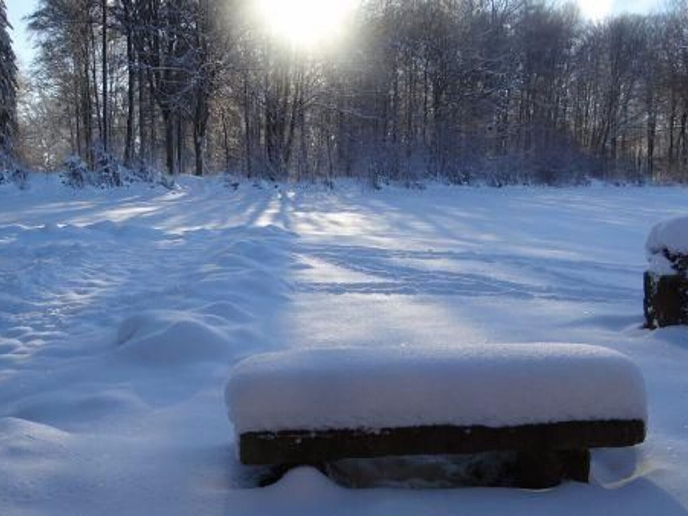 A snow-covered bench in a forest.