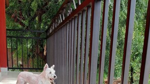 En hund står på en kakelbeklädd balkong med ett metallräcke och blickar ut över en trädgård med olika sorters krukväxter.