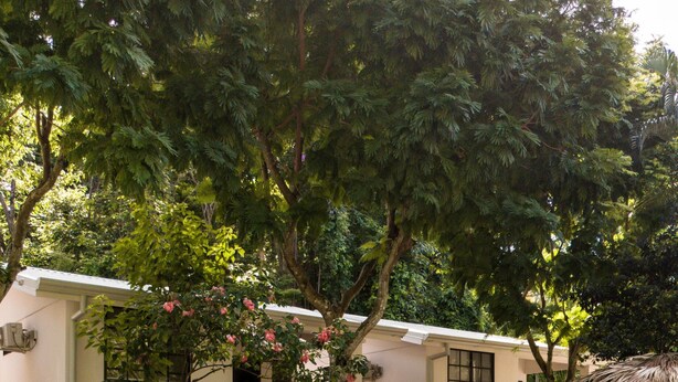 A swimming pool with a person relaxing by the edge, surrounded by lush greenery and a building with a thatched roof.