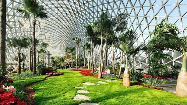 Un invernadero con estructura en forma de cúpula geodésica, césped verde exuberante, palmeras y diversas plantas.