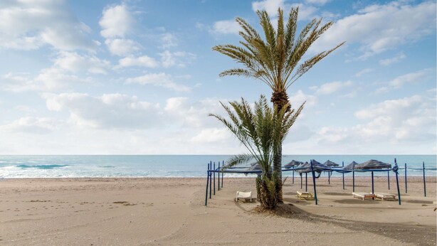 Een strand met een palmboom, een rij parasols en een zandstrand.