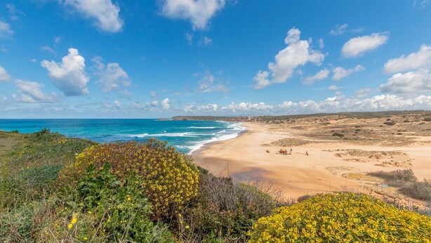 Un paysage côtier avec une plage de sable, un ciel bleu dégagé et une végétation clairsemée.