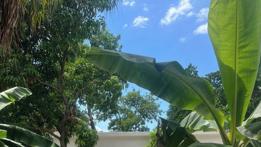 Inez Roots Backpackers Hostel