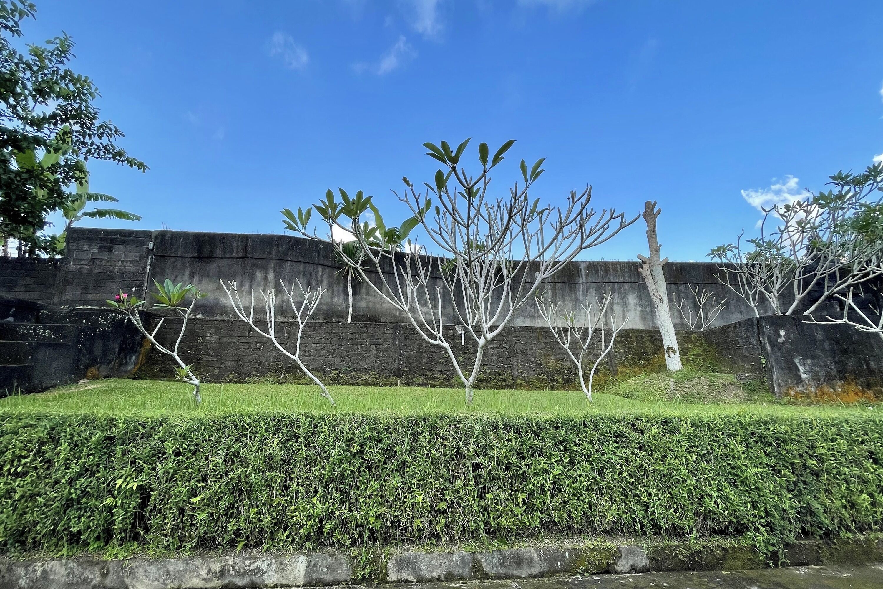 Zona ajardinada con seto, árbol y pared de piedra bajo un cielo azul despejado.