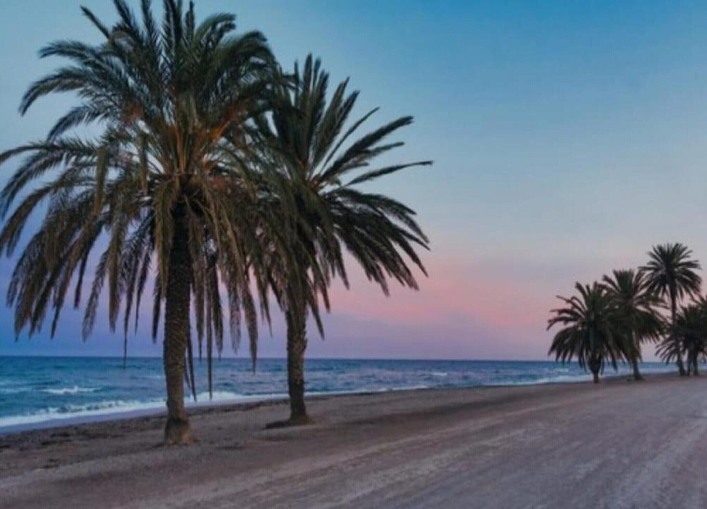 A beach with palm trees and a clear sky.
