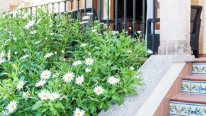 Exterior detail - Can Barret - House In Can Picafort. Free Wifi (Can Picafort, Illes Balears)