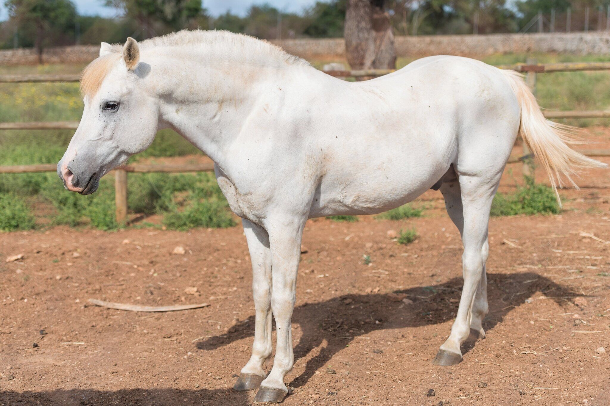 A white horse standing in a fenced area with a dirt ground.