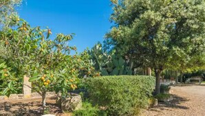 A garden with cacti and a variety of trees, including an olive tree with ripe fruits. - Can Mostatxet - Villa With Private Pool. Free Wifi (Can Picafort, Illes Balears)