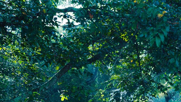 A forested area with a green metal railing. - Space Rock Resort (Vythiri)