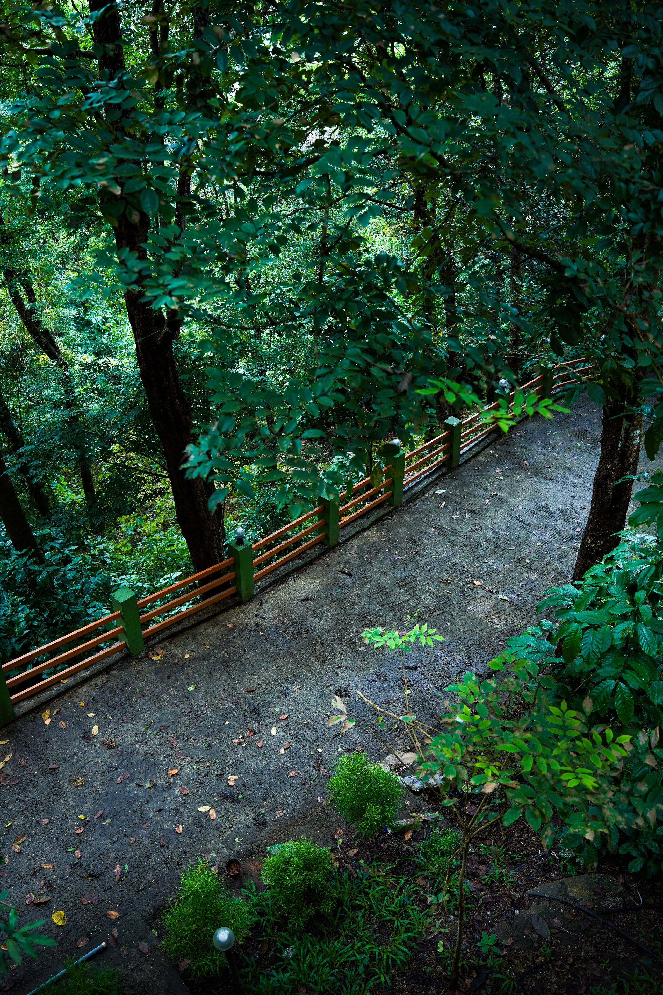 A forested area with a paved path and wooden railings.